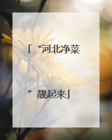“河北净菜”靓起来
