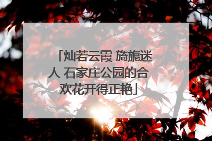 灿若云霞 旖旎迷人 石家庄公园的合欢花开得正艳