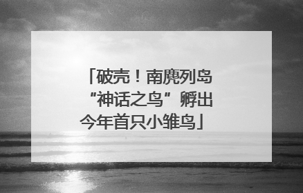 破壳！南麂列岛“神话之鸟”孵出今年首只小雏鸟