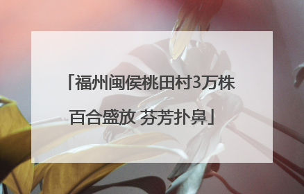 福州闽侯桃田村3万株百合盛放 芬芳扑鼻