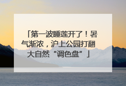 第一波睡莲开了！暑气渐浓，沪上公园打翻大自然“调色盘”