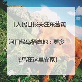 人民日报关注东营黄河口候鸟栖息地：更多飞鸟在这里安家