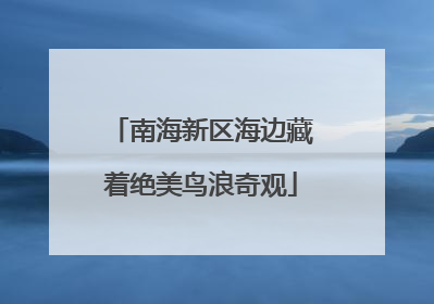 南海新区海边藏着绝美鸟浪奇观