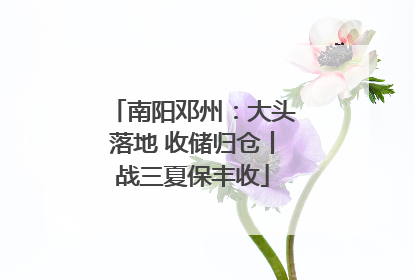 南阳邓州：大头落地 收储归仓丨战三夏保丰收
