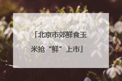 北京市郊鲜食玉米抢“鲜”上市