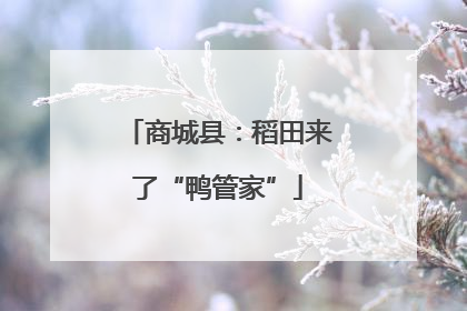 商城县：稻田来了“鸭管家”