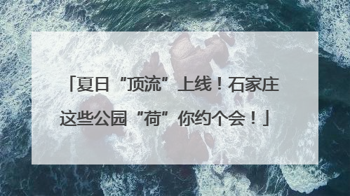夏日“顶流”上线！石家庄这些公园“荷”你约个会！