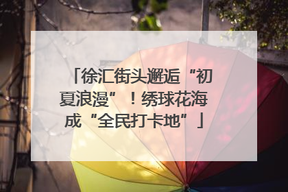 徐汇街头邂逅“初夏浪漫”！绣球花海成“全民打卡地”