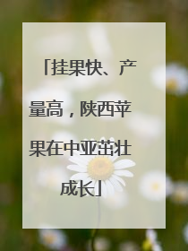 挂果快、产量高，陕西苹果在中亚茁壮成长