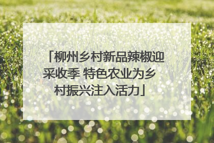 柳州乡村新品辣椒迎采收季 特色农业为乡村振兴注入活力