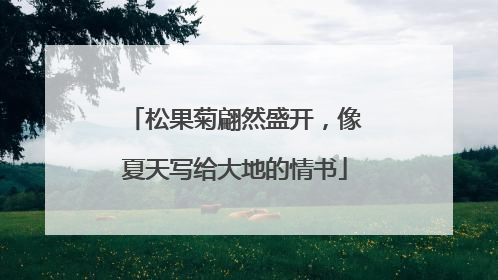 松果菊翩然盛开，像夏天写给大地的情书