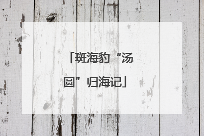 斑海豹“汤圆”归海记