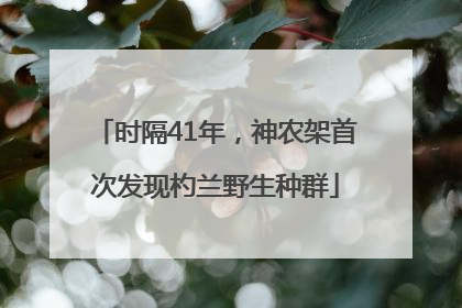时隔41年，神农架首次发现杓兰野生种群
