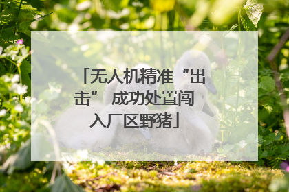 无人机精准“出击” 成功处置闯入厂区野猪