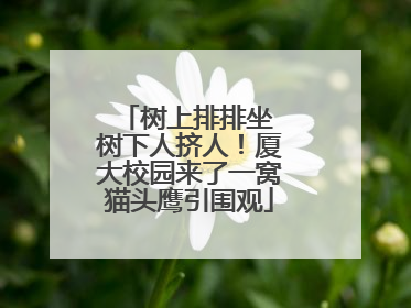 树上排排坐 树下人挤人！厦大校园来了一窝猫头鹰引围观