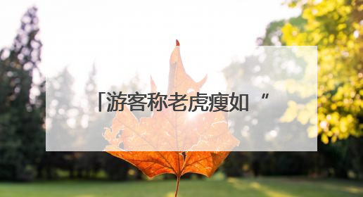 游客称老虎瘦如“卡片”？北京动物园：体重正常，饲料能保障营养需求