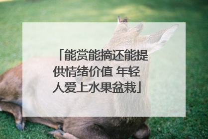 能赏能摘还能提供情绪价值 年轻人爱上水果盆栽