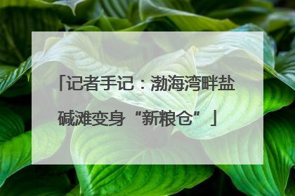 记者手记：渤海湾畔盐碱滩变身“新粮仓”