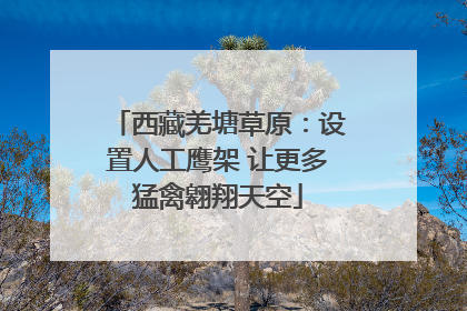 西藏羌塘草原：设置人工鹰架 让更多猛禽翱翔天空