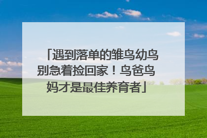 遇到落单的雏鸟幼鸟别急着捡回家！鸟爸鸟妈才是最佳养育者