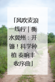 风吹麦浪一线行｜衡水冀州：开镰！科学种植 奏响丰收序曲