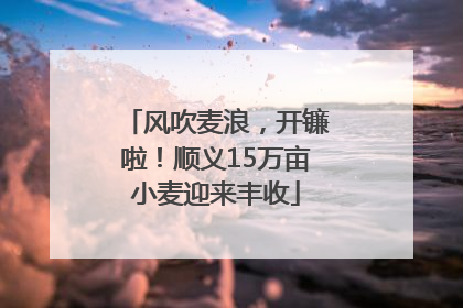 风吹麦浪，开镰啦！顺义15万亩小麦迎来丰收