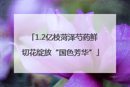 1.2亿枝菏泽芍药鲜切花绽放“国色芳华”