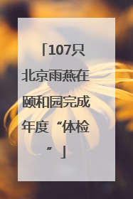 107只北京雨燕在颐和园完成年度“体检”